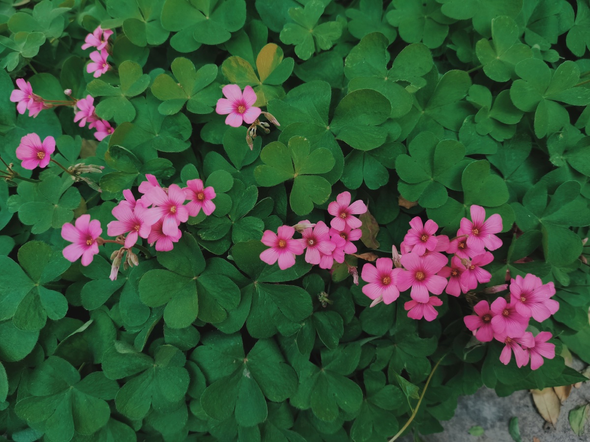 小草都是爱你的形状