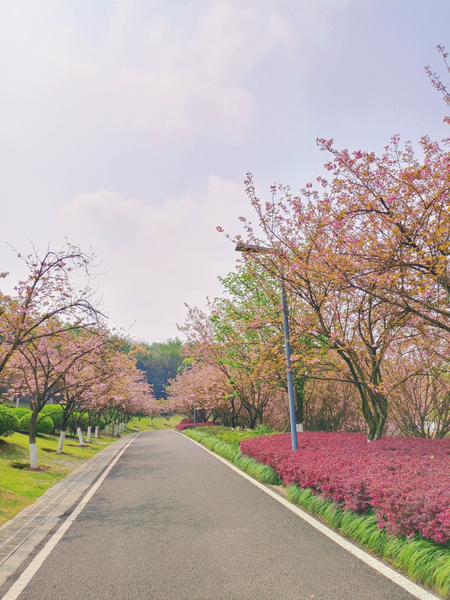 园博园樱花大道