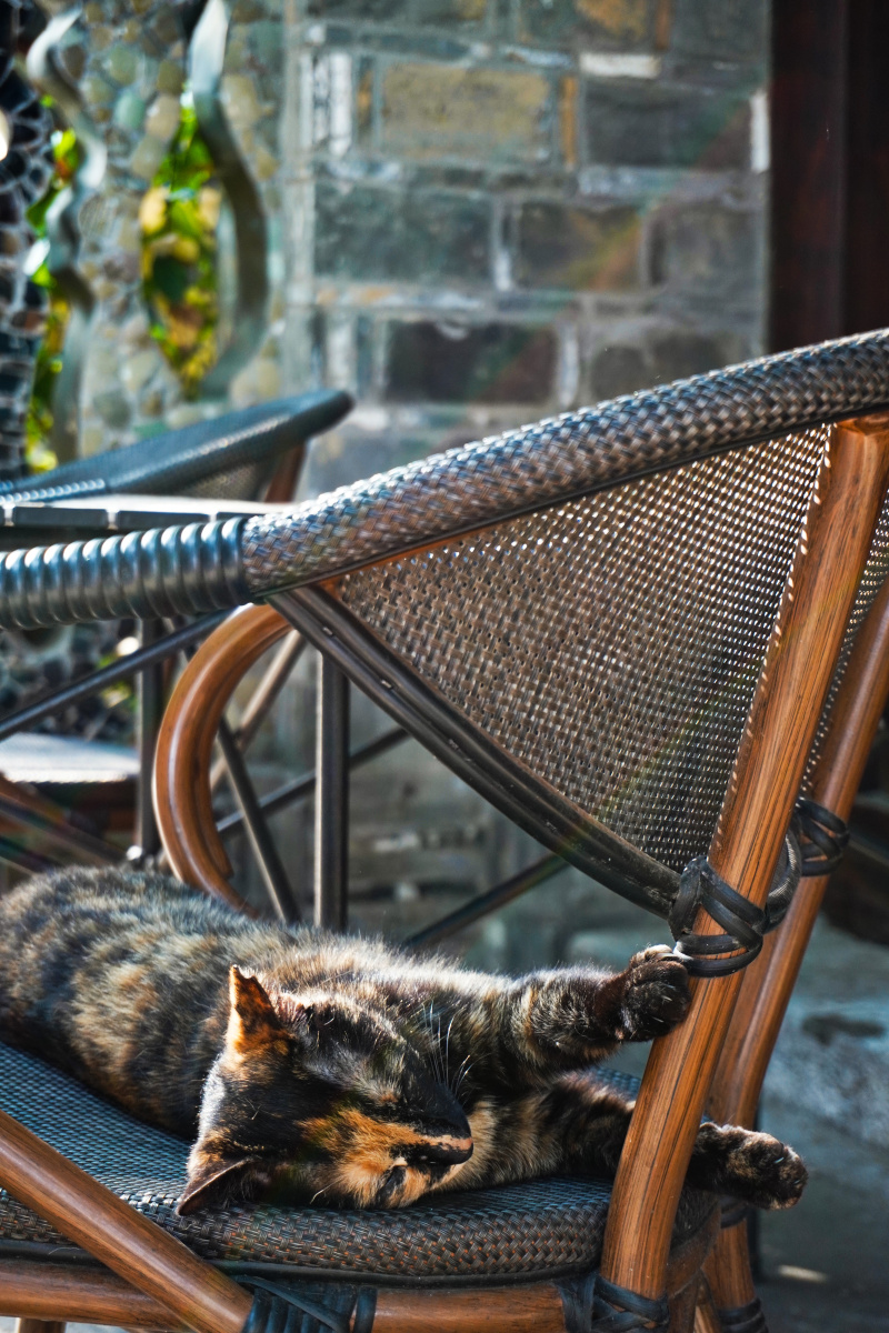 捕捉午后小憩的猫咪