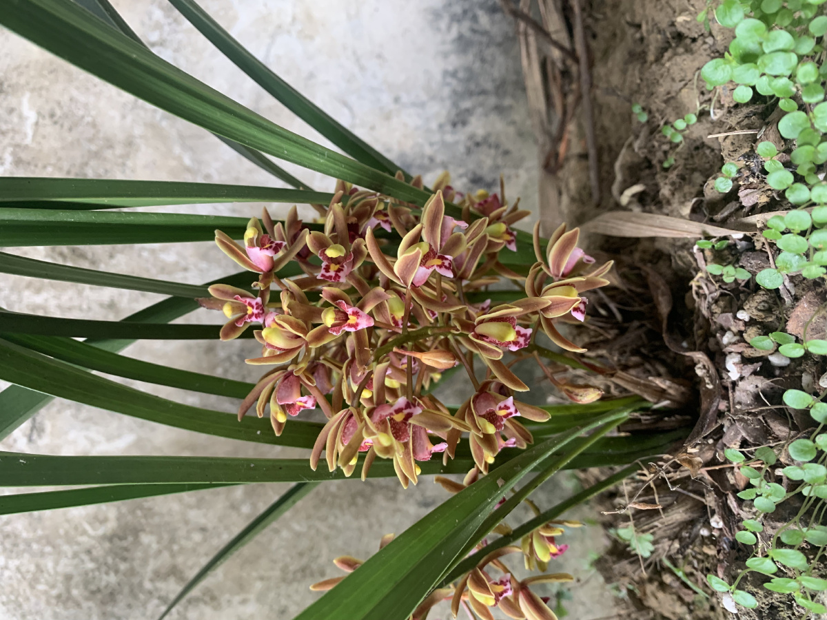 自己去山上挖的兰花喜欢朋友点赞加关注