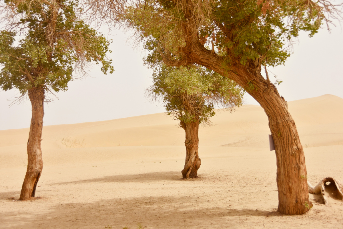 新疆库尔勒塔克拉玛干沙漠的胡杨林
