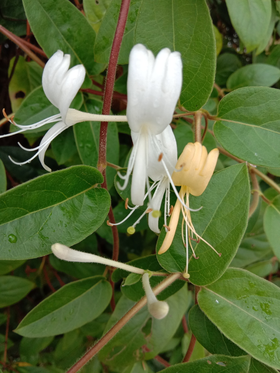 金银花 - 摄影师梅玫 - 图虫