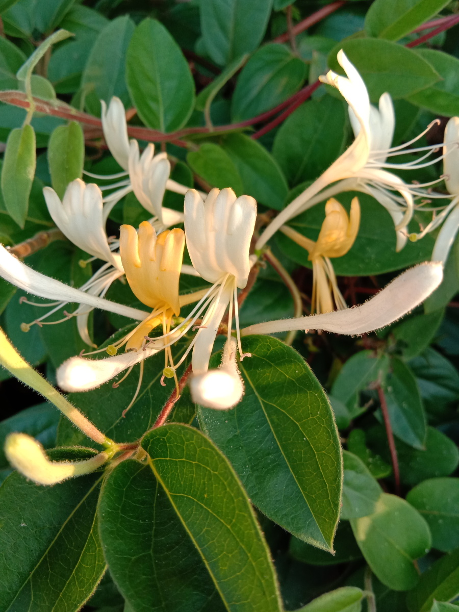 金银花 - 摄影师梅玫 - 图虫