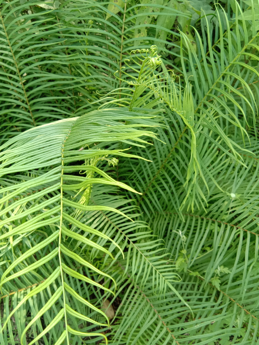 梳子草