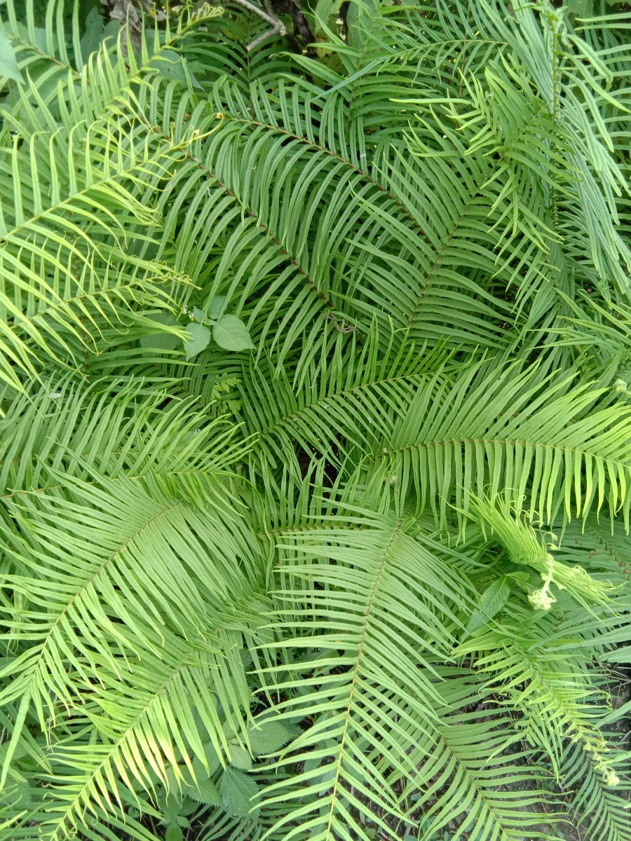 梳子草