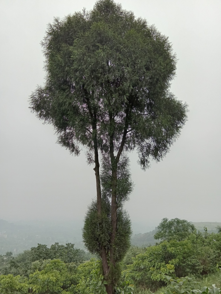 松柏树