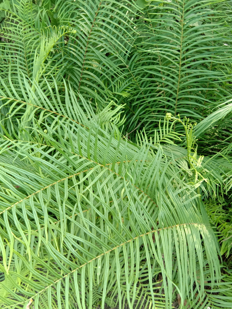 梳子草
