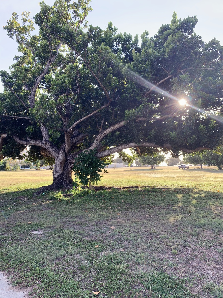 大树底下好乘凉