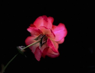 19F36353-740F-431F-AFFC-694607269775/L0/001