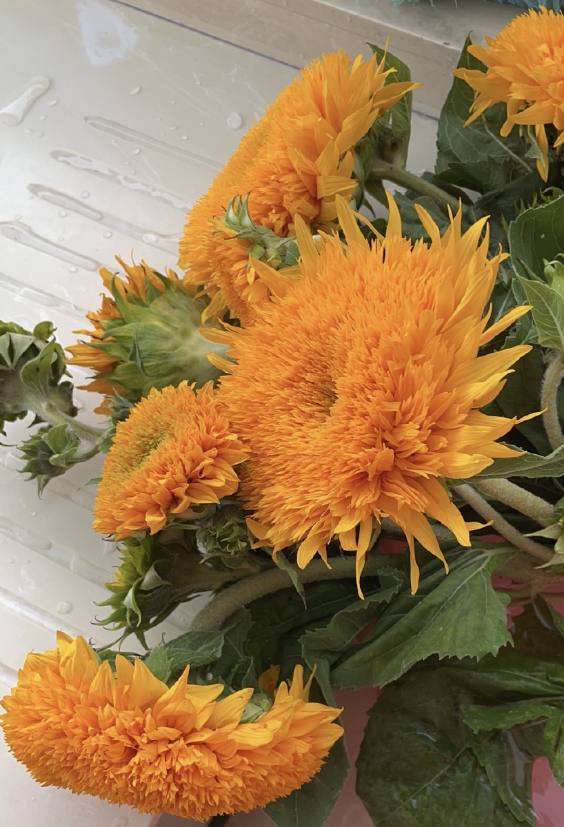 泰迪向日葵毛茸茸的视感可爱至极