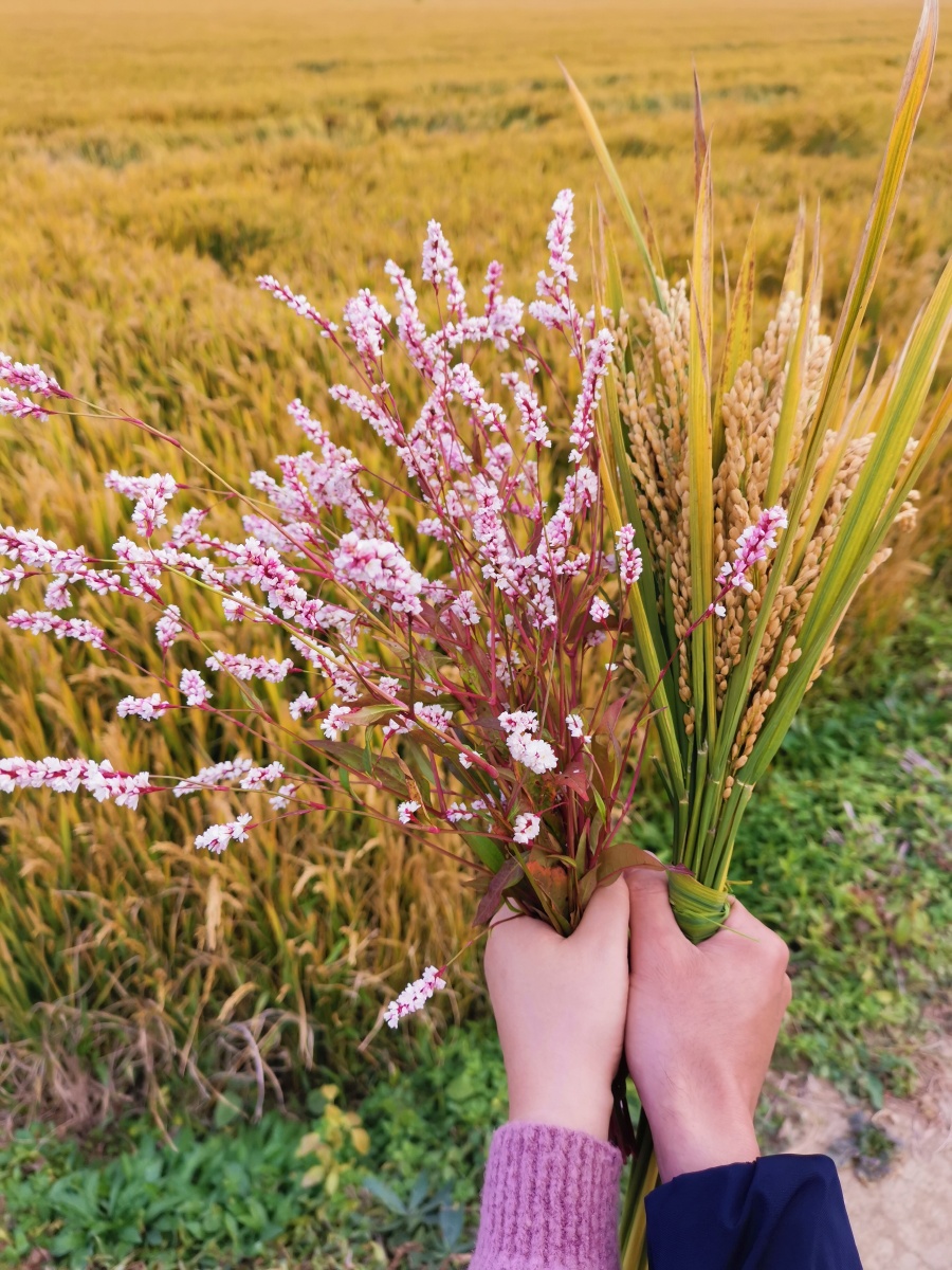 稻田 丰收 花 秋天 金黄色的稻田