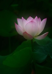 B2C6E72C-7EF5-4E46-8211-67A72E5D52E3/L0/001