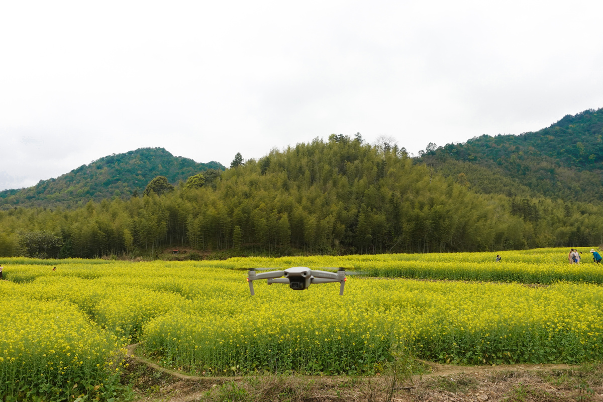 广州从化区鱼洞村油菜花