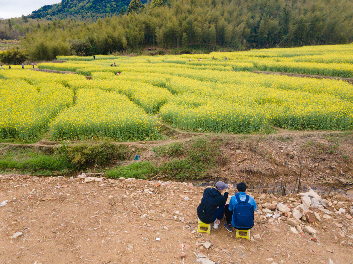 广州从化区鱼洞村油菜花