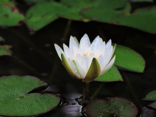 1000061731