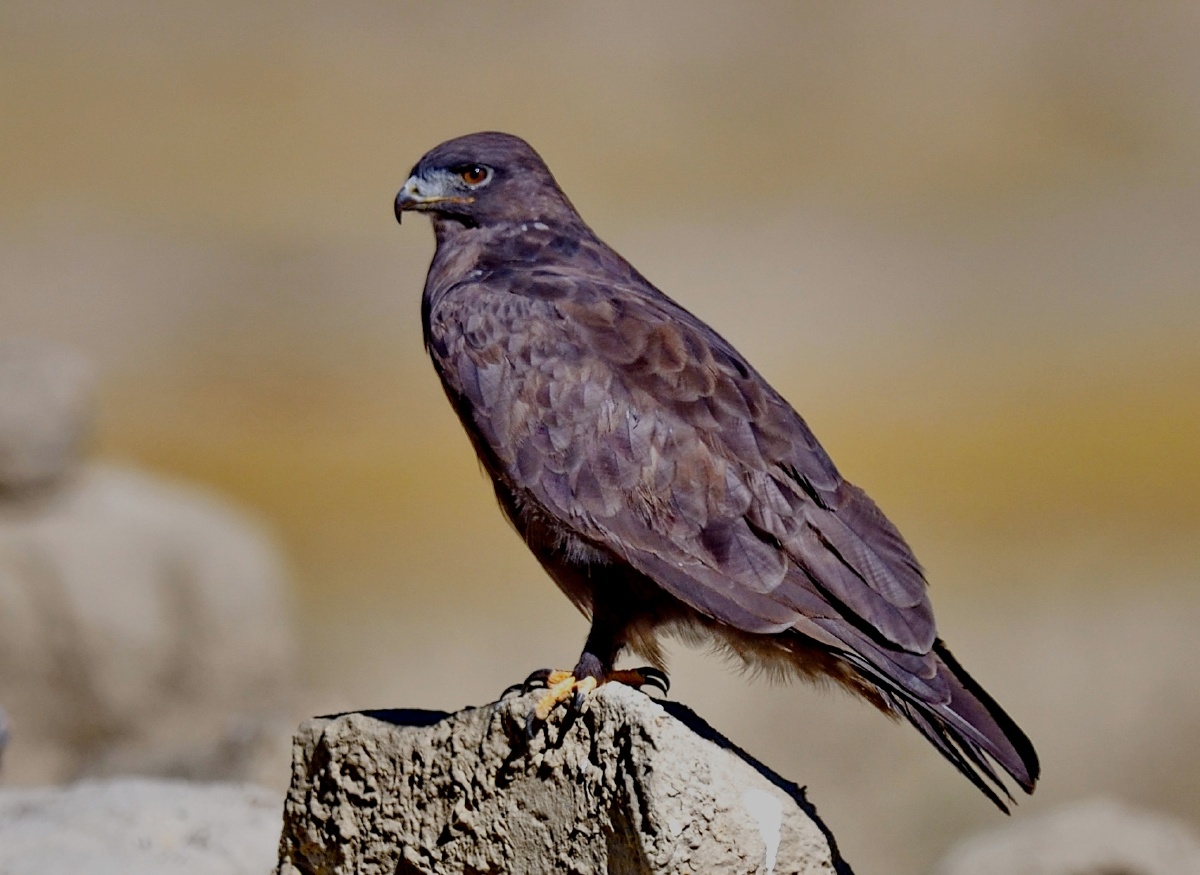 西藏高原上的鹰和一只正在捕鱼的鹗2020年10月摄于去卡久寺的路上