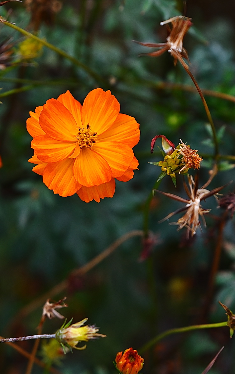 四月黄秋菊摄于广东三水芦苞