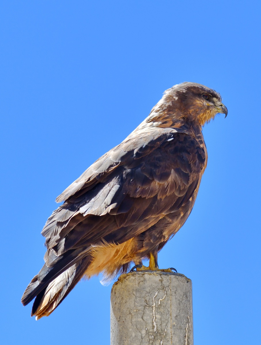 西藏高原上的鹰和一只正在捕鱼的鹗2020年10月摄于去卡久寺的路上