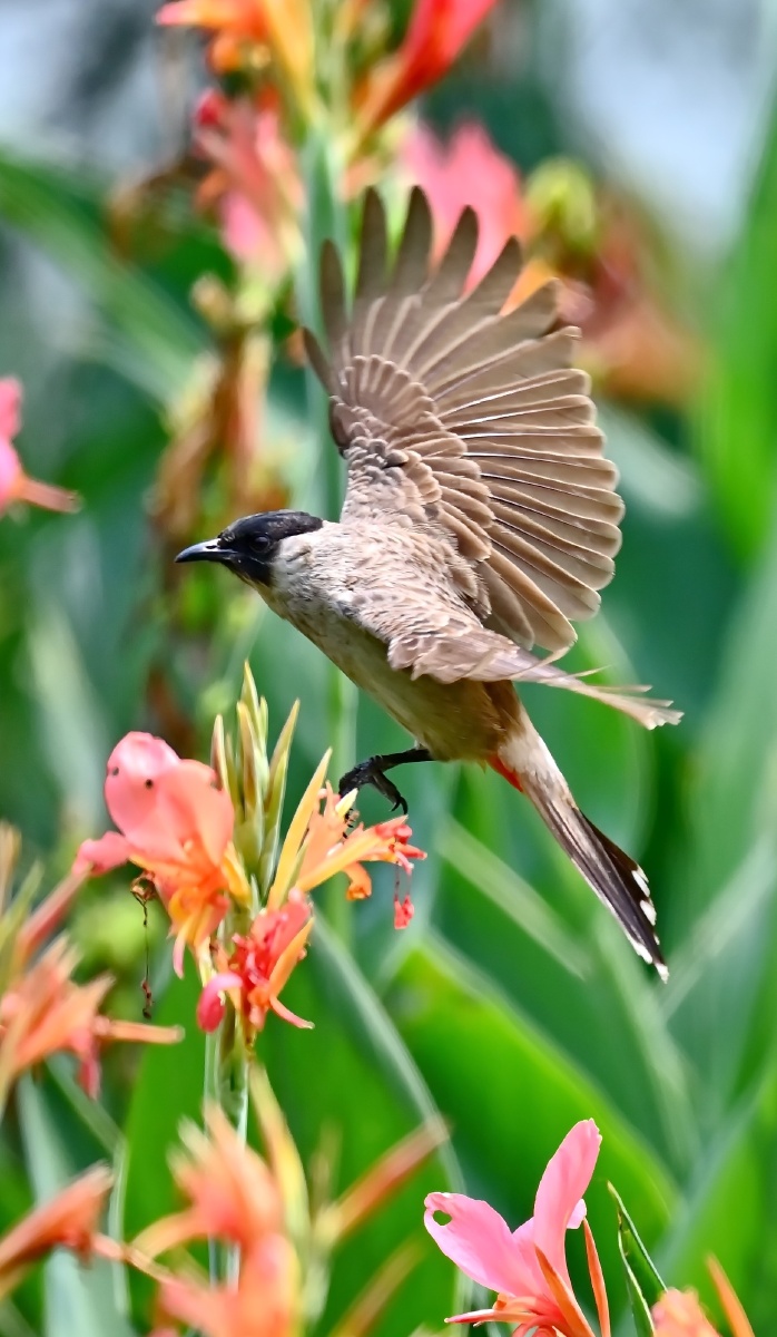 花丛里的白喉红腚鹎