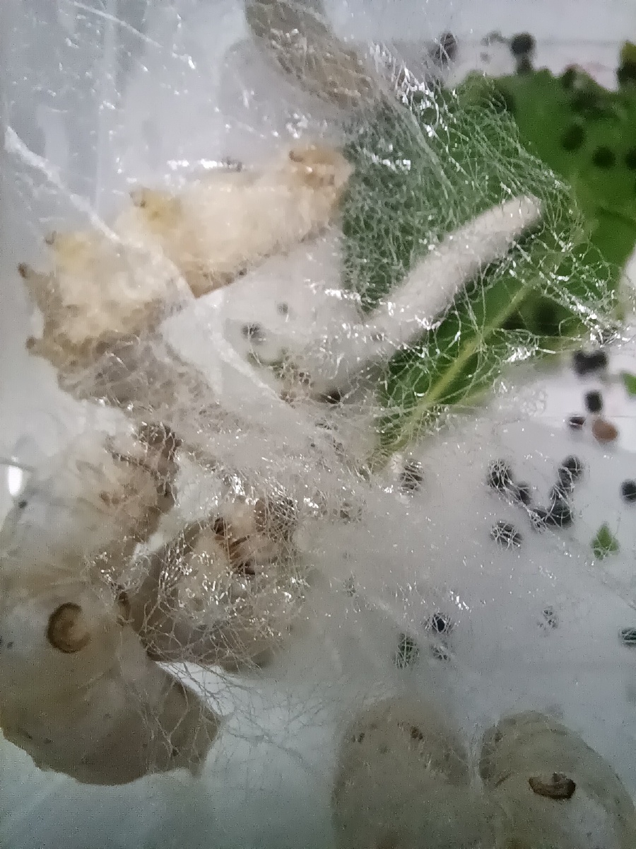 正在结茧的蚕