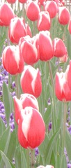 217D6F75-6DE3-48D0-ADEE-B4ED7D8B3D7A/L0/001