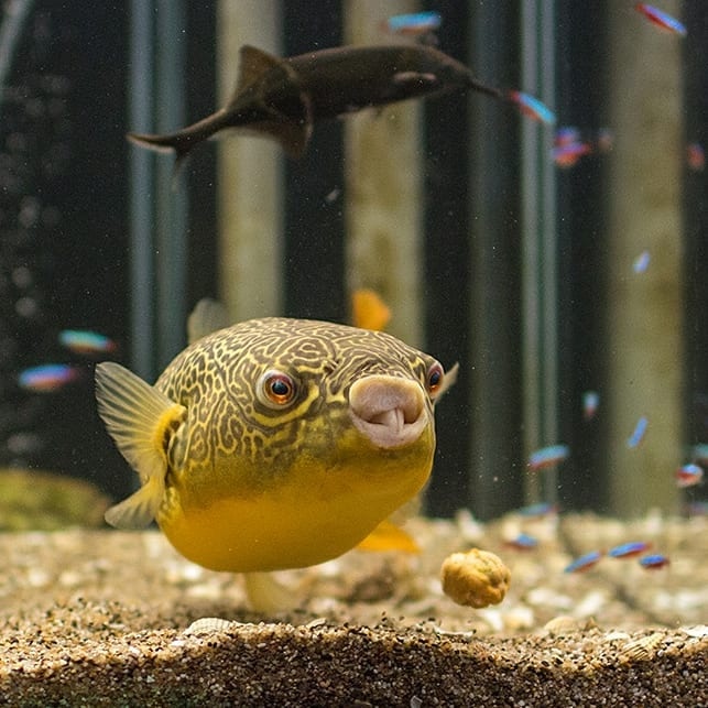 喜欢把嘴贴在玻璃上的阿黄还有两颗大龅牙