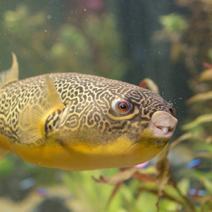 喜欢把嘴贴在玻璃上的阿黄还有两颗大龅牙