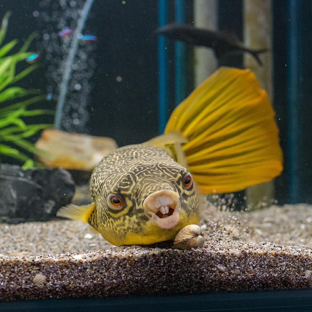 喜欢把嘴贴在玻璃上的阿黄还有两颗大龅牙