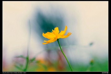 Sunflower0