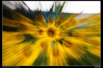 Sunflower2