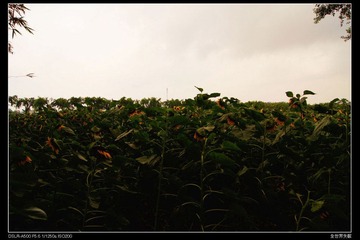 Sunflower3