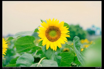 Sunflower5