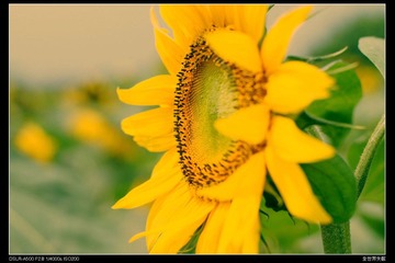 Sunflower6