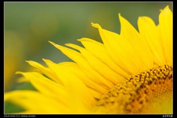 Sunflower7