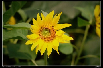 Sunflower8