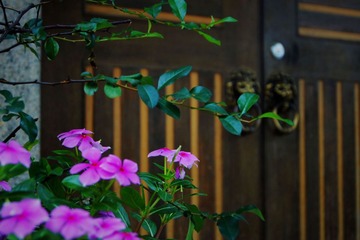 MACAO20