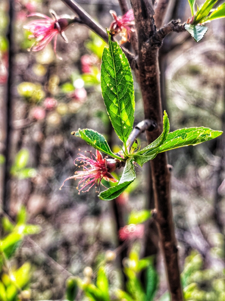 落蕊 山涧的一抹氤氲粉色,桃花的花瓣散落,交互缠绕的蕊线却美的不同