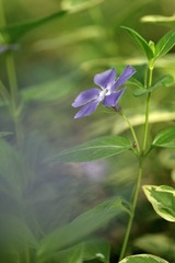 447FF5CD-6A38-4775-A876-B59B4AFAAA3F/L0/001