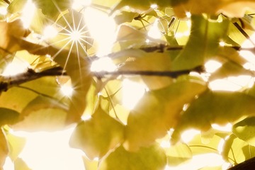 A20E6454-4BB8-407A-A3A3-0E775910776A/L0/001