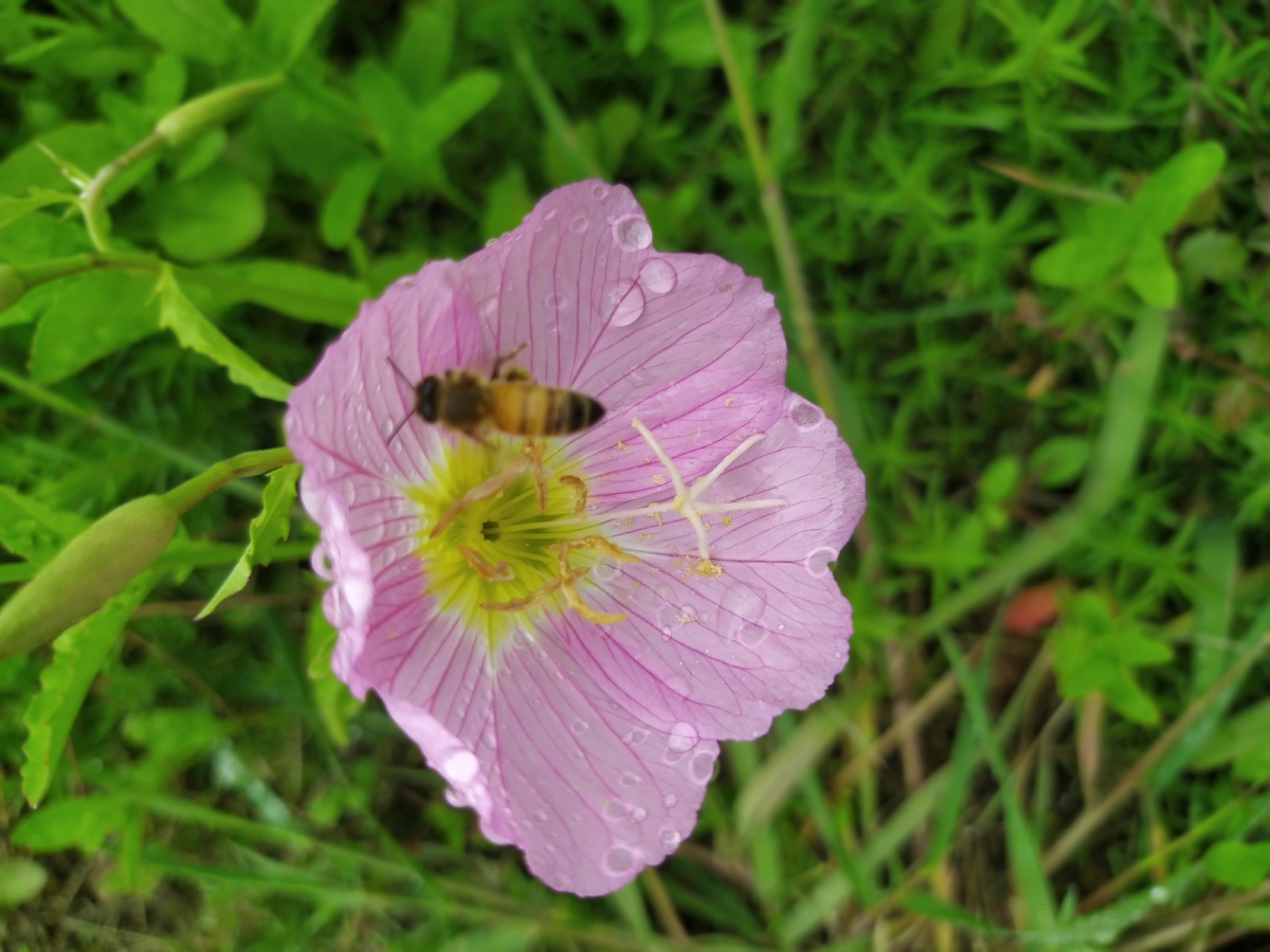 雨后花草迎来了晶莹剔透