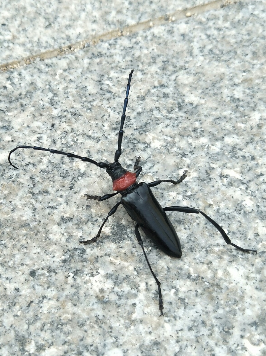 在我家这个叫天牛. - 小密格格