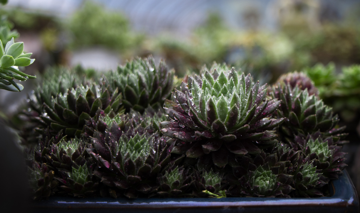 多肉紫牡丹多肉紫牡丹属长生草属.