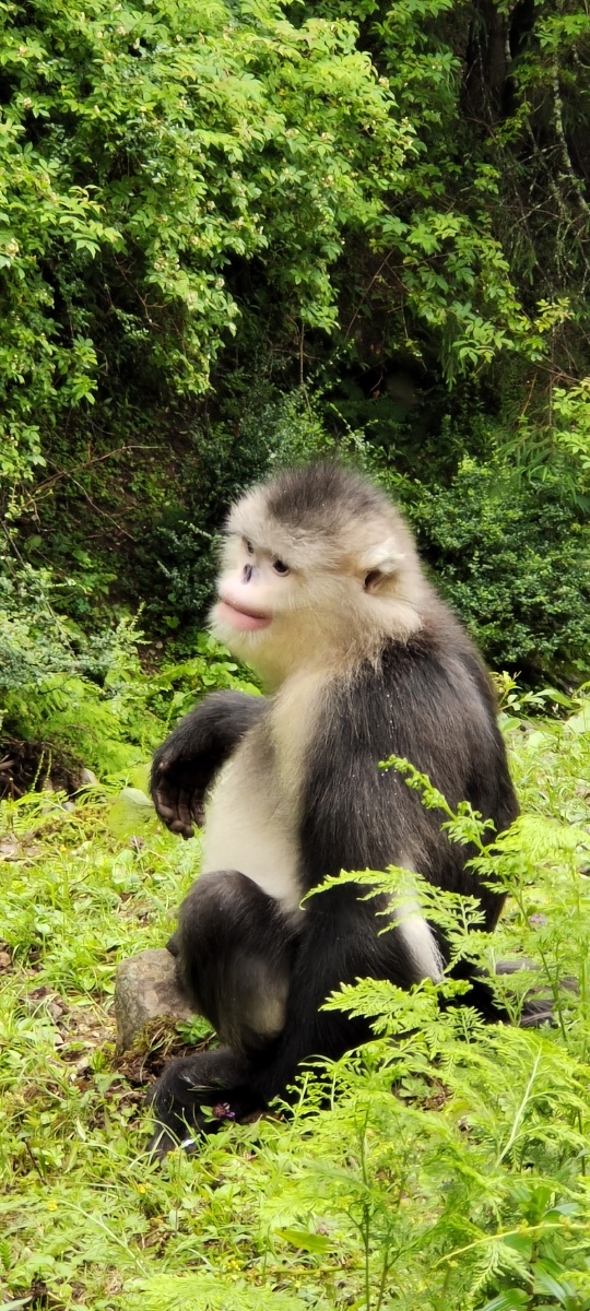 刚拍的维西滇金丝猴宝贝