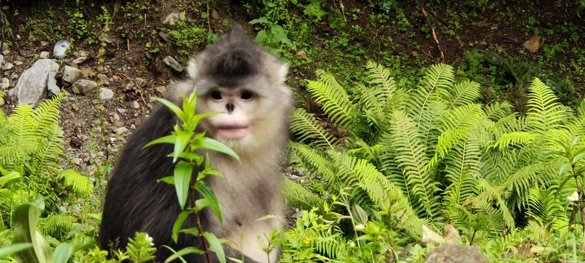 刚拍的维西滇金丝猴宝贝