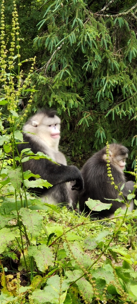 刚拍的维西滇金丝猴宝贝