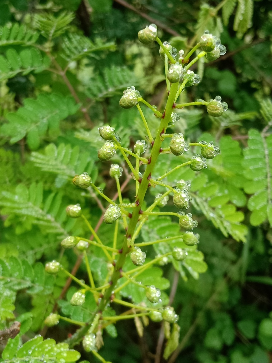 小雨后的山上植物