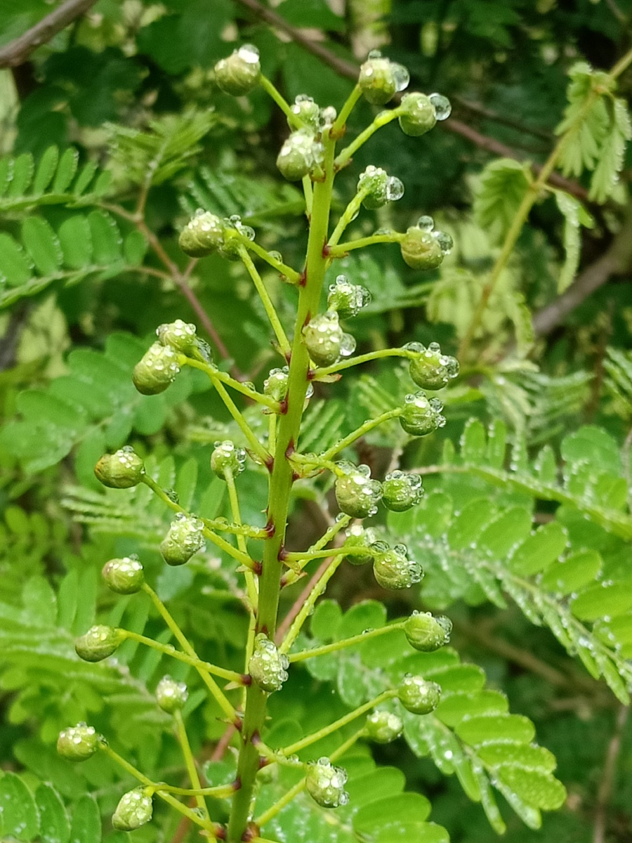 小雨后的山上植物