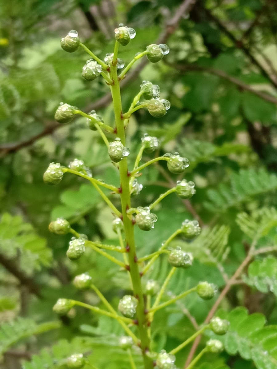 小雨后的山上植物