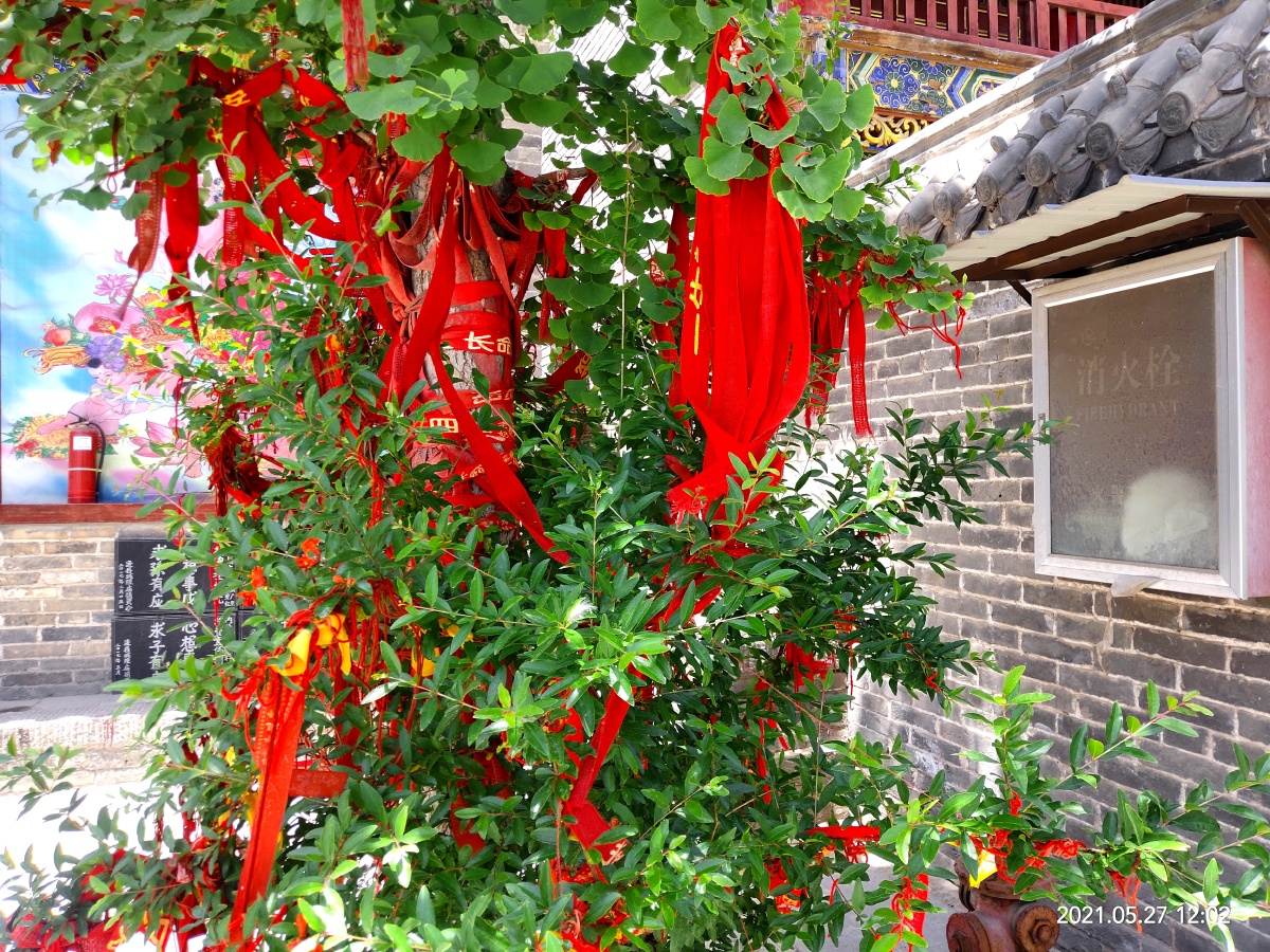 祈福树会带来好运的