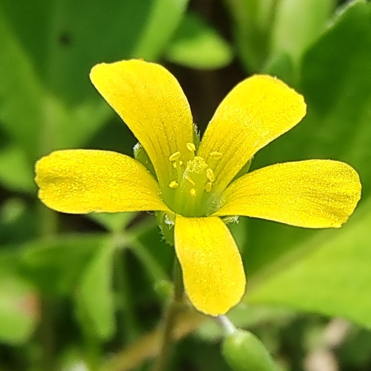 在杂草堆发现一株小花嫩黄色挺拔似乎在微笑着
